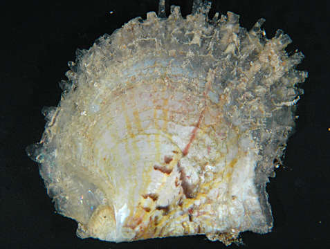 Image of Pterioidea Gray 1847