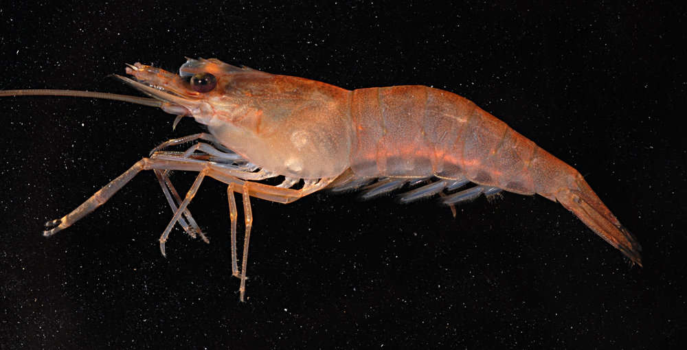 Image of Monkey river prawn