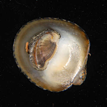 Image of Cycloneritimorpha