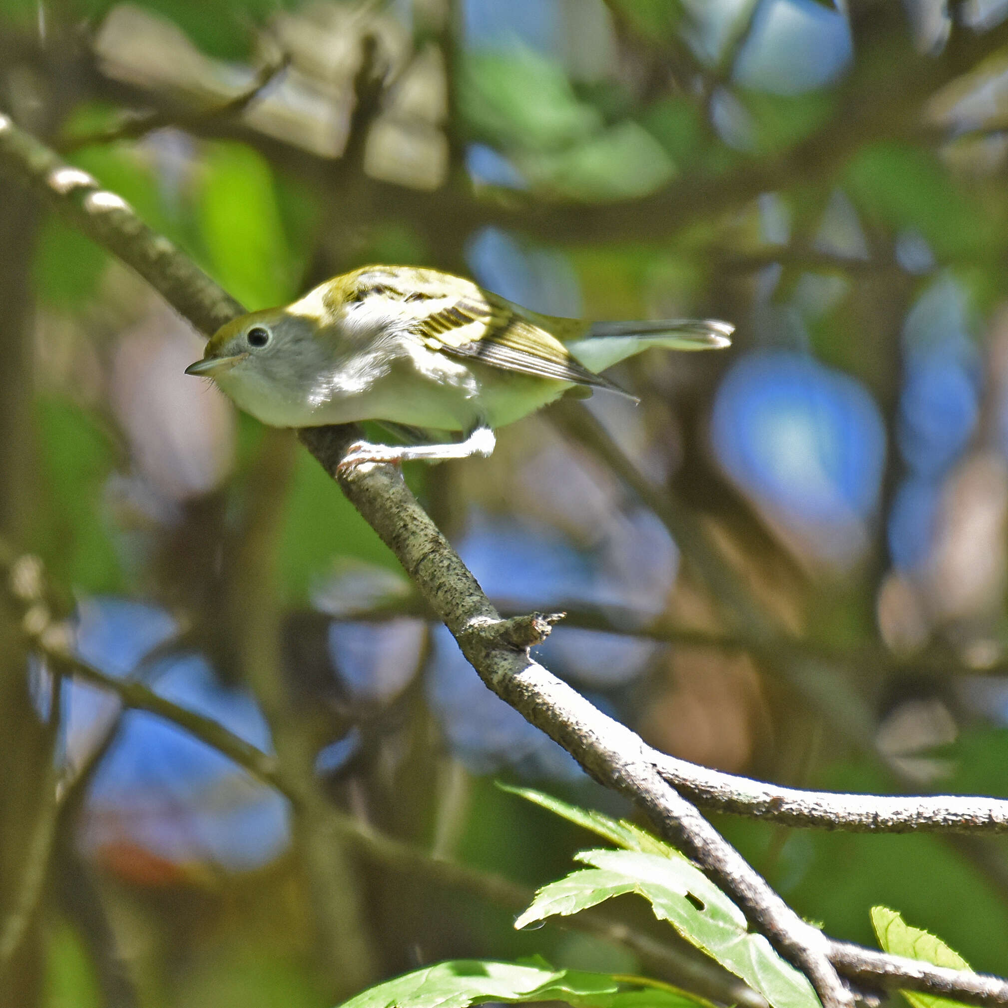 Image of Chestnut-sided Warbler