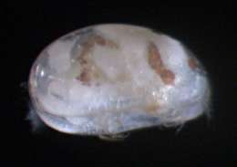 Image of Xestoleberididae Sars 1928