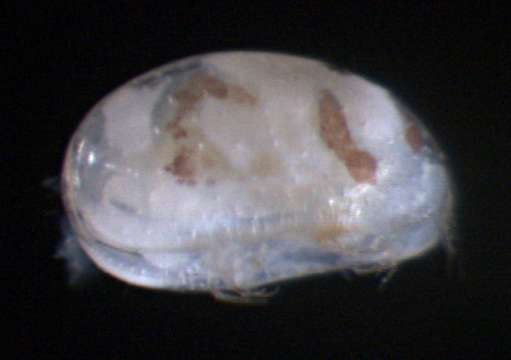 Image of Xestoleberididae Sars 1928