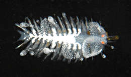 Image of Phyllodocida