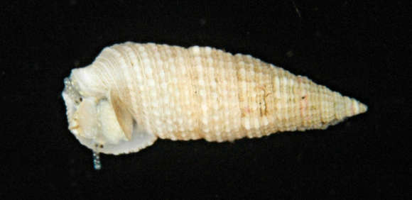 Image of Cerithium zebrum Kiener 1841