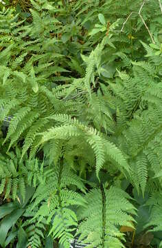 Image de Dryopteris celsa (W. Palmer) Knowlton