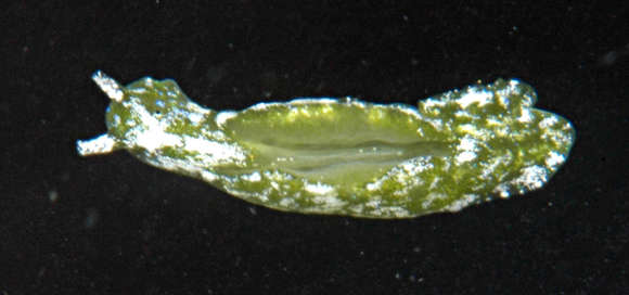 Plakobranchacea resmi