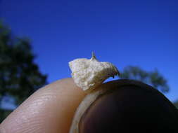 Image de Atriplex lindleyi Moq.