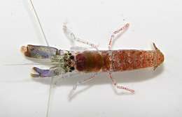 Слика од <i>Metalpheus paragracilis</i>