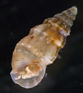 Image of broad-fronted crab