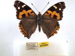 Image of Asian Admiral