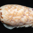 Image of <i>Oliva annulata</i>