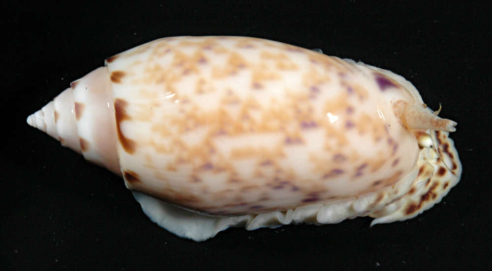 Image of <i>Oliva annulata</i>