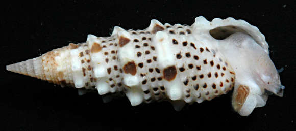 Image of Rhinoclavis diadema Houbrick 1978