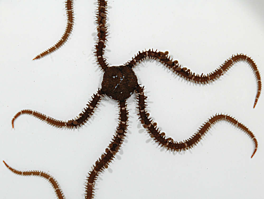 Image of black brittle star
