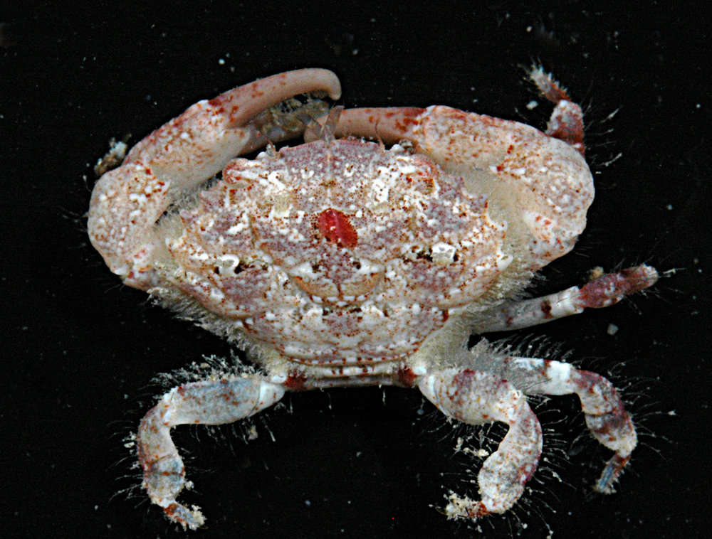 Image of Pale Pebble Crab