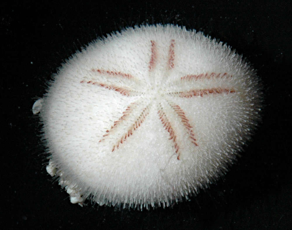 Image de Echinocyamidae