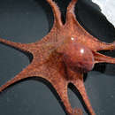 Octopus oliveri (Berry 1914) resmi