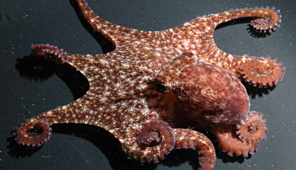 Image de Octopus oliveri (Berry 1914)