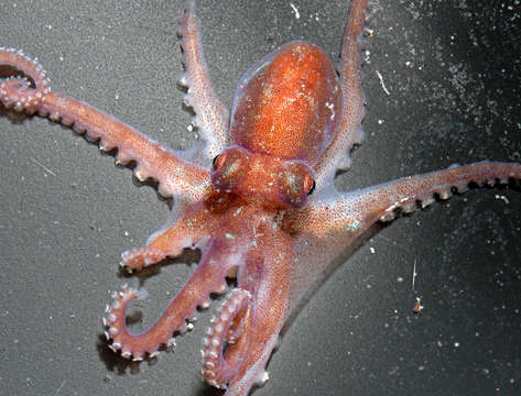 Image of Octopus