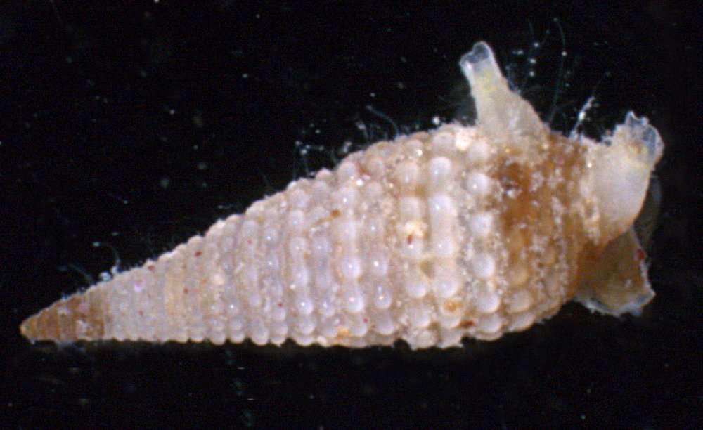 Image of Iniforis tuberia Laseron 1958