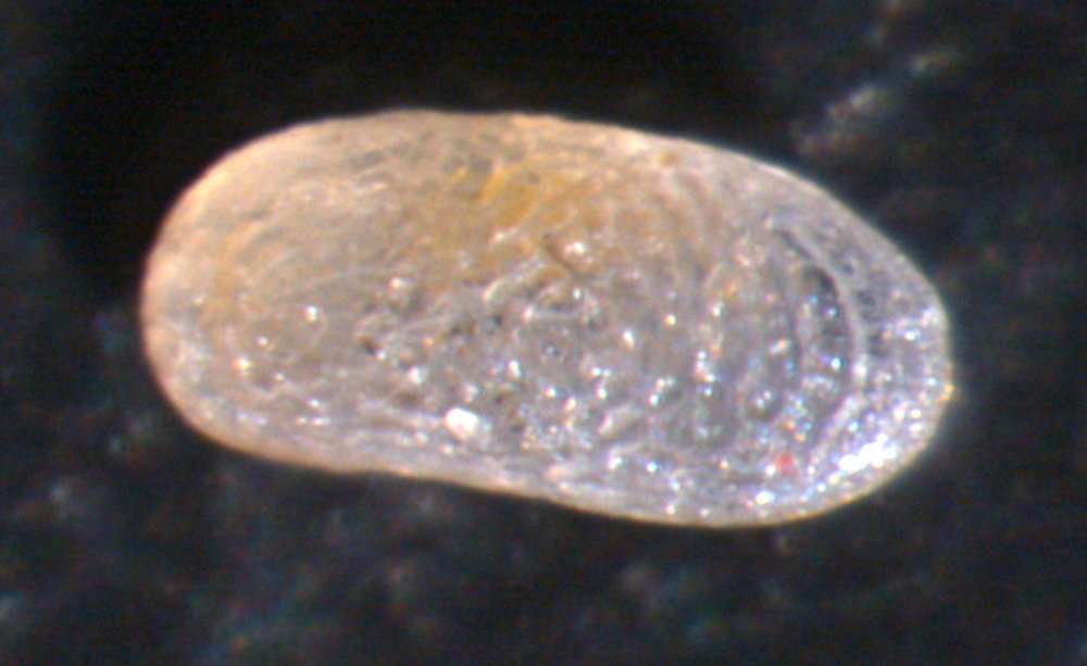 Image de Oligostraca