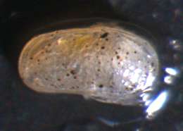 Oligostraca resmi