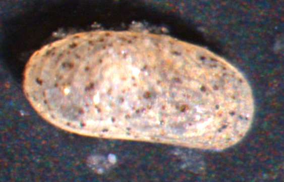 Oligostraca resmi