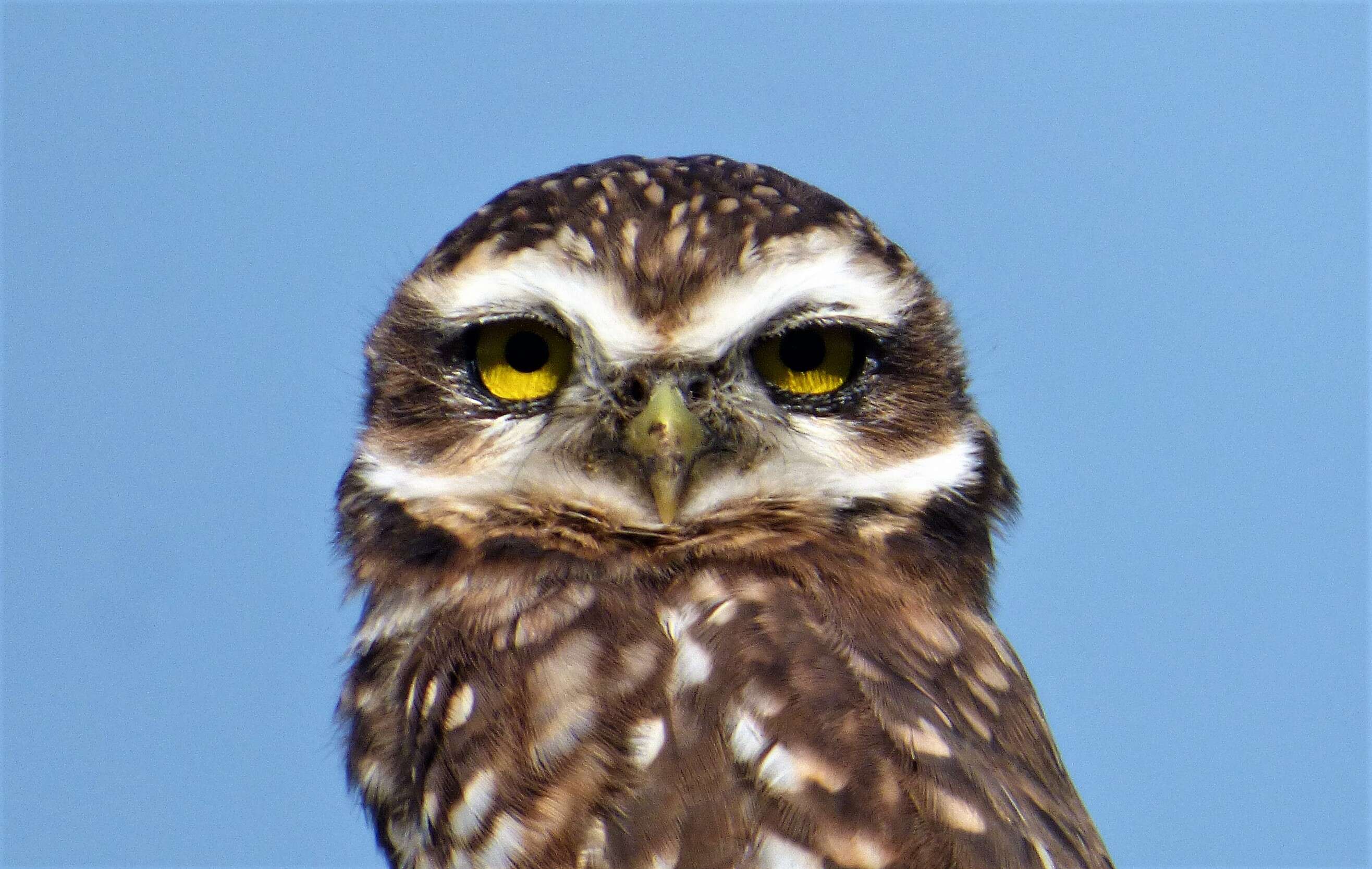 Image of Burrowing Owl