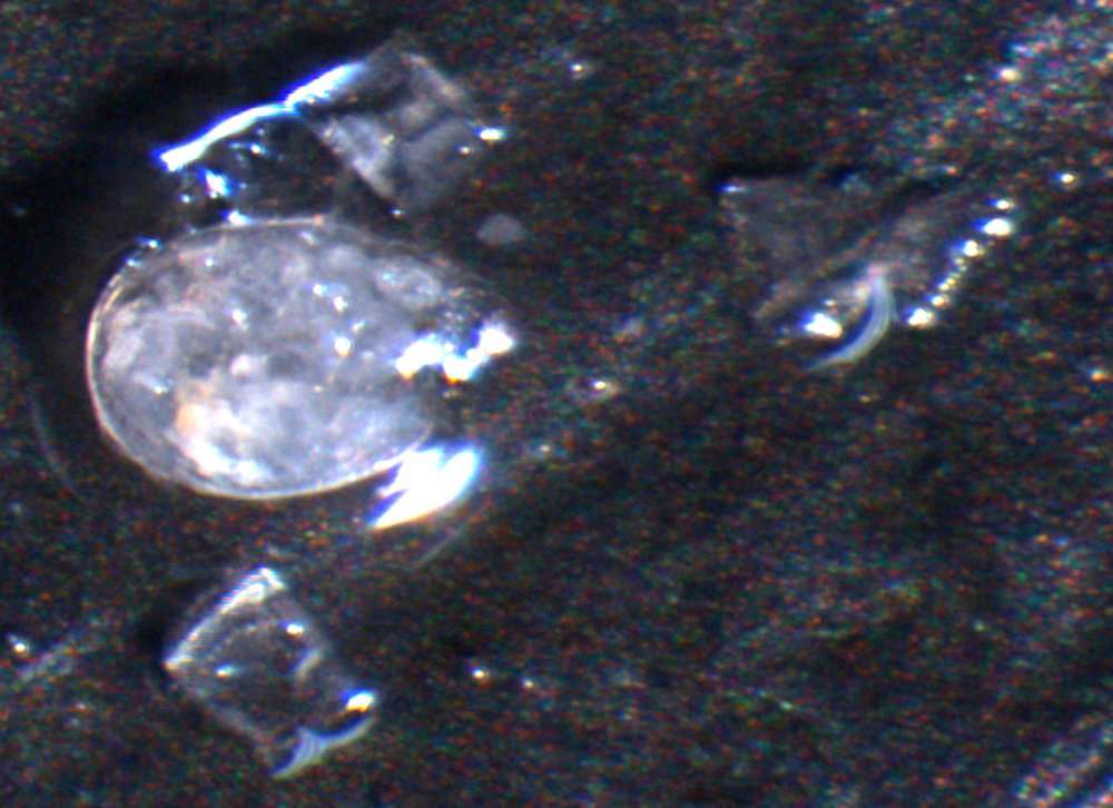 Image of oligostracan crustaceans