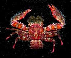 Image of squat lobsters