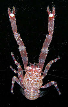 Image of <i>Galathea mariae</i>