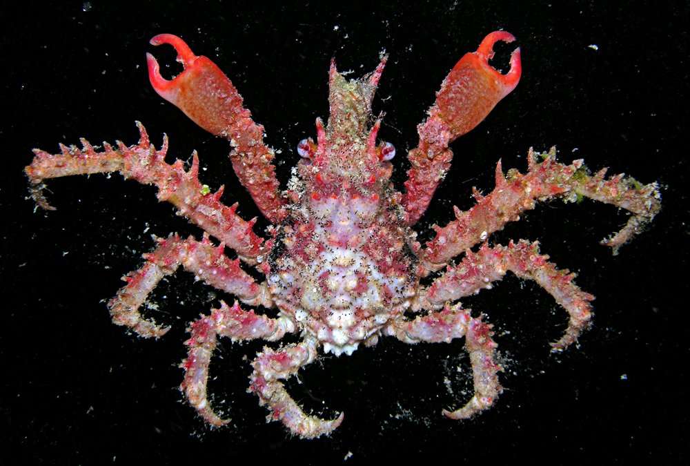 Imagem de Tylocarcinus dumerilii (H. Milne Edwards 1834)