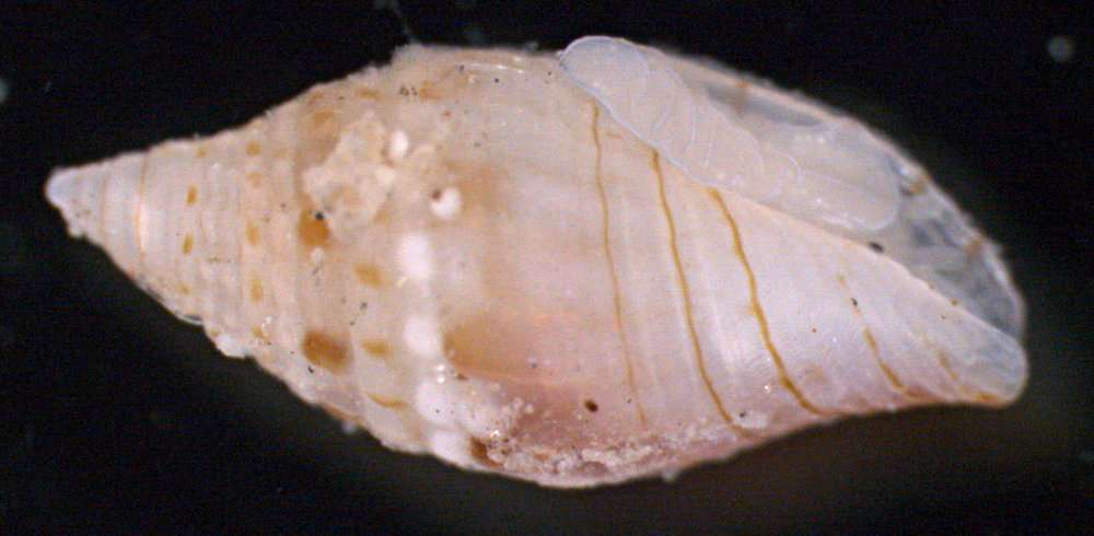 Sivun Mitromorphidae T. L. Casey 1904 kuva