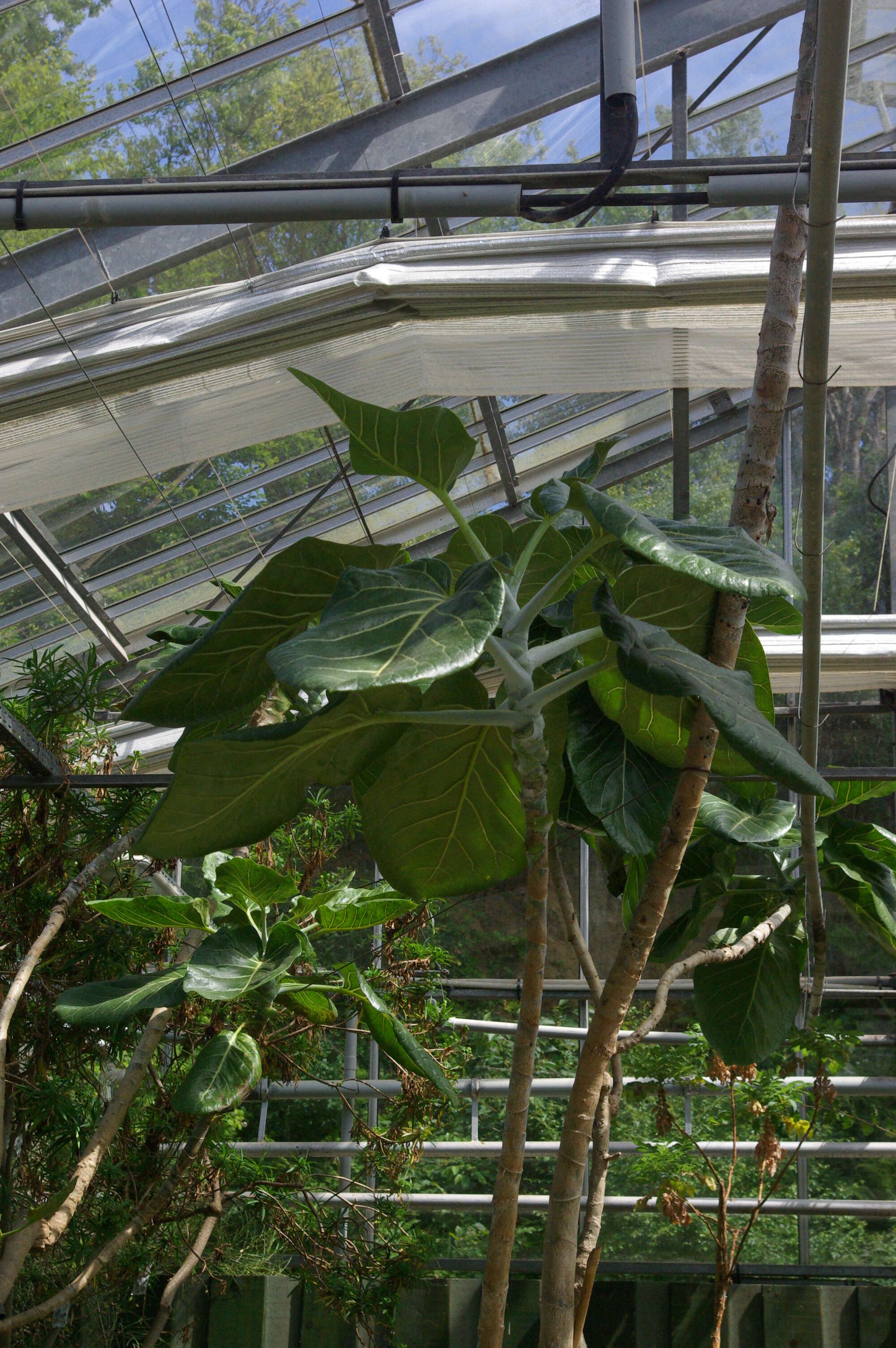 Image of Sonchus brassicifolius S. C. Kim & Mejías