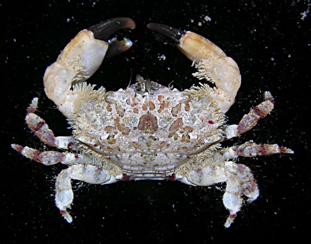 Image of Pale Pebble Crab