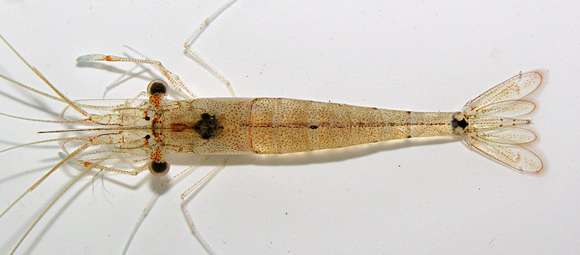 Image of mangrove prawn