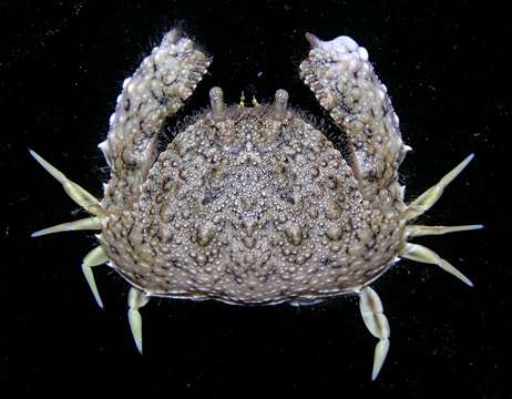 Image of Red rubble boxcrab