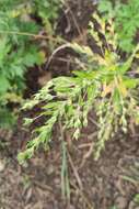 Image of Russian pigweed