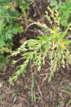 Image of Russian pigweed