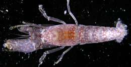 Image of <i>Alpheus pachychirus</i>