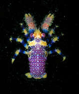 Image of <i>Galathea polyphemus</i>