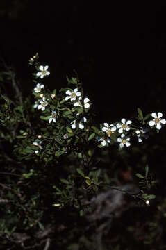 Image of Leptospermum semibaccatum Cheel