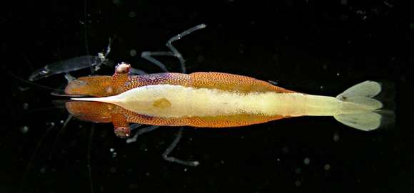 Image of Sea Star Shrimp