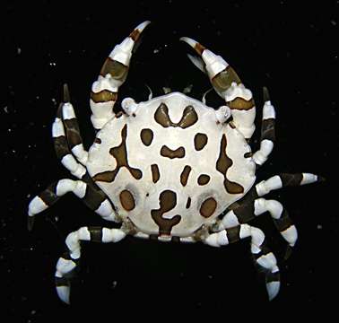 Image of <i>Galathea polyphemus</i>