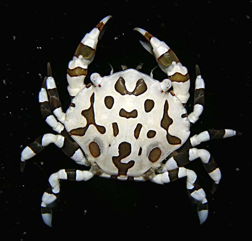 Image of <i>Galathea polyphemus</i>
