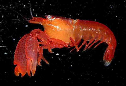 Image of coral snapping shrimp