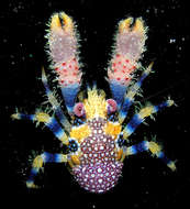 Image of <i>Galathea polyphemus</i>