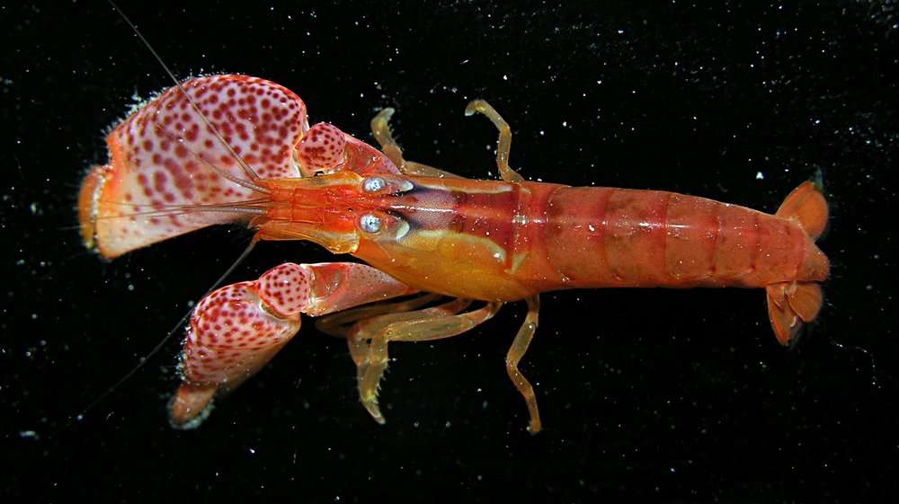 Image of coral snapping shrimp