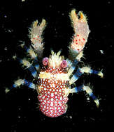 Image of <i>Galathea pilosa</i>
