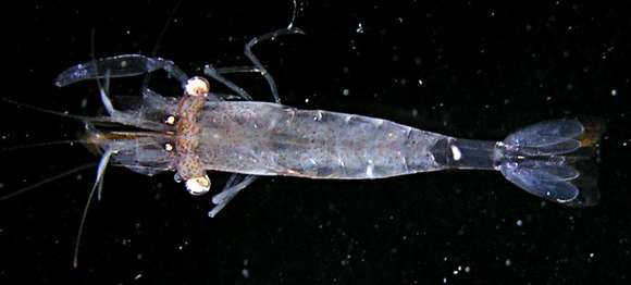 Image of Sea Star Shrimp